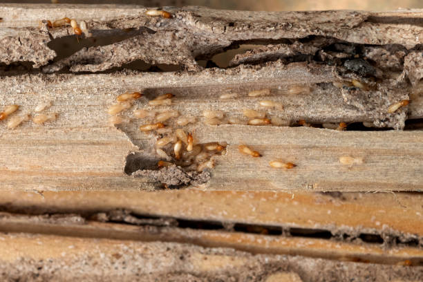 Bird Control in Aurora, TX